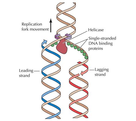 first step in dna replication.